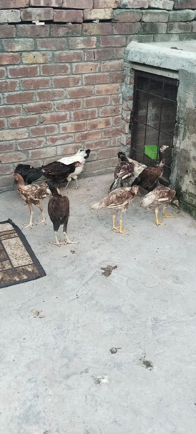 Aseel chick For sale — photo 5