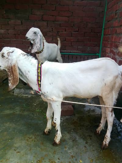 Dasi bakry Gaban bakri for sale 03295534870