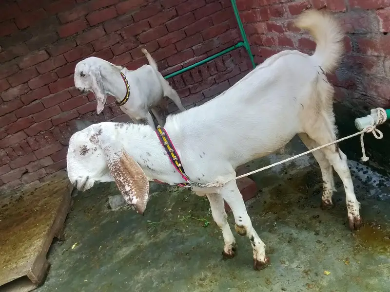 Dasi bakry Gaban bakri for sale 03295534870 — photo 2