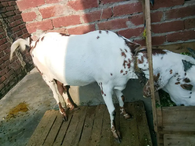 Dasi bakry Gaban bakri for sale 03295534870 — photo 3