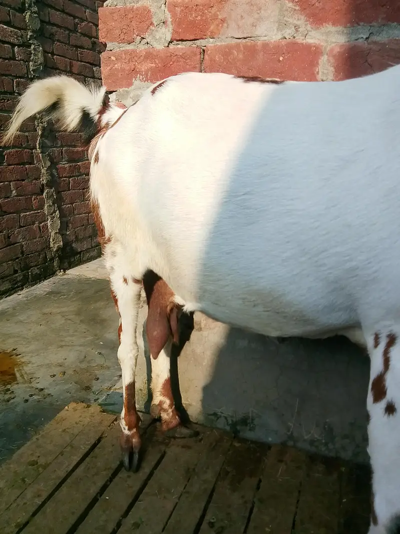 Dasi bakry Gaban bakri for sale 03295534870 — photo 4