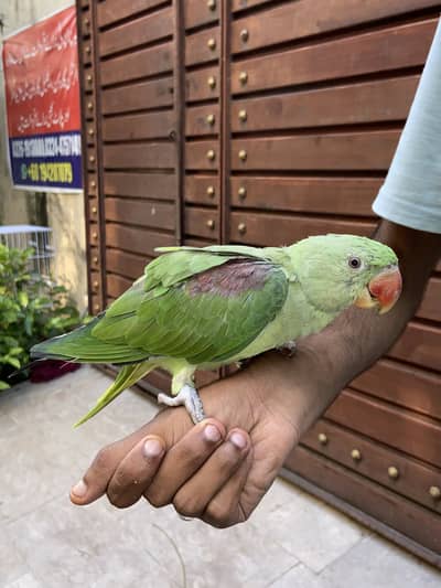 Raw parrot for sale