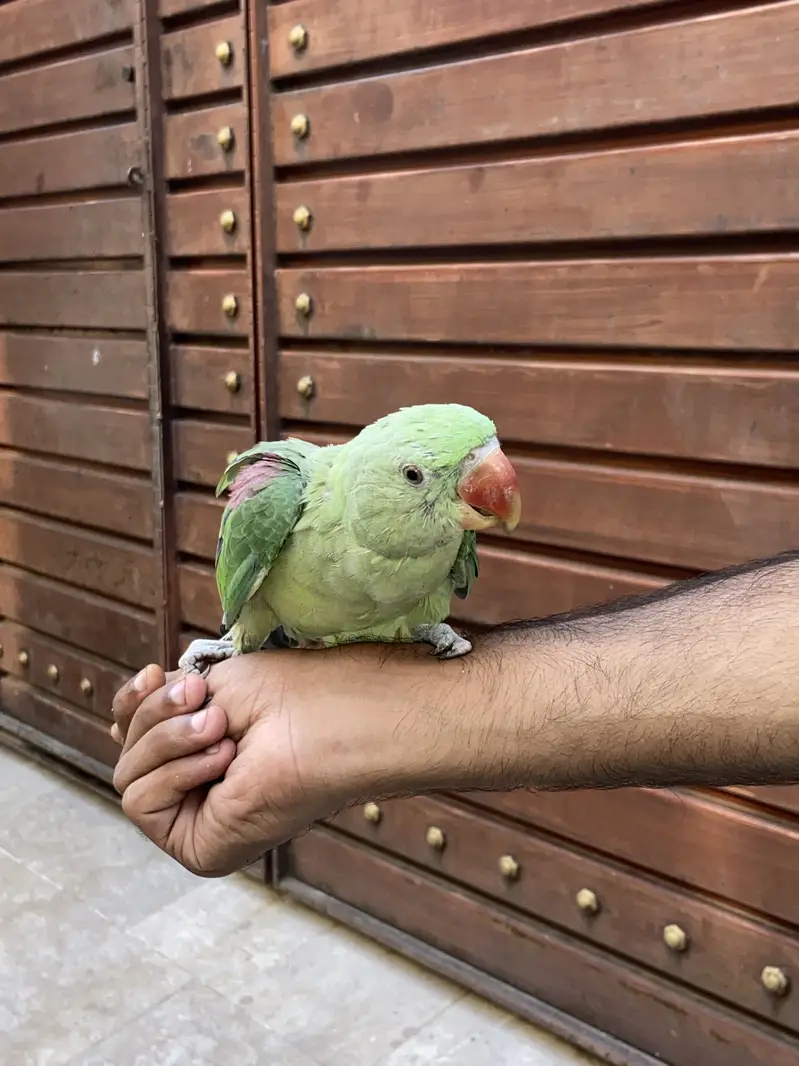 Raw parrot for sale — photo 2