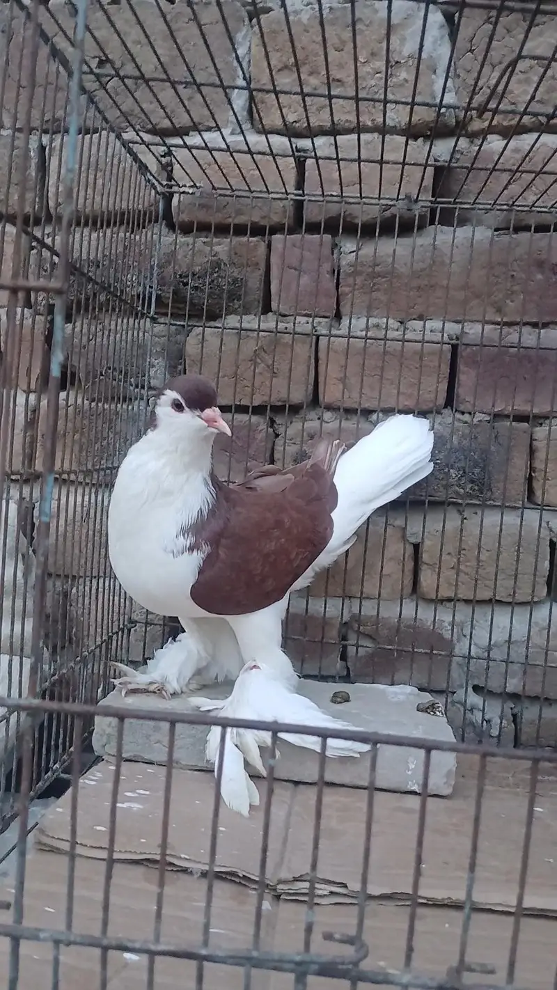 German sherazi pigeon 7 kali male — photo 2
