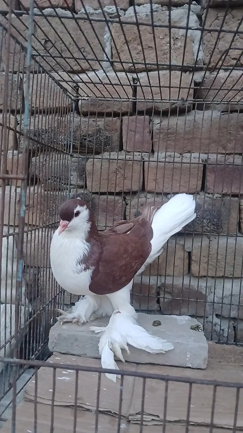 German sherazi pigeon 7 kali male — photo 3