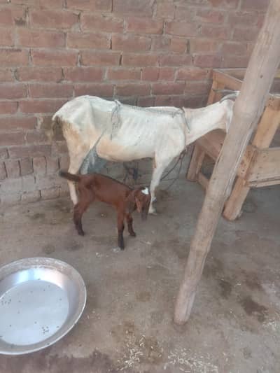 Goat/path/bakri/dogli