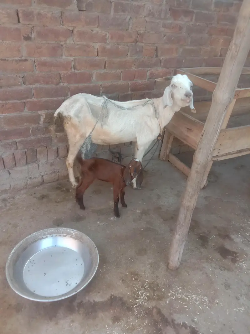 Goat/path/bakri/dogli — photo 2