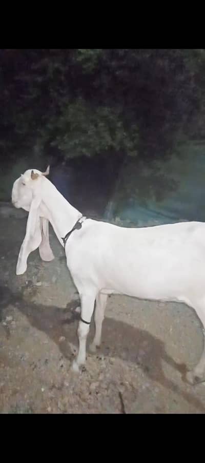 Gulabi Bakra or Bakri for sale 03012580406 ye number hay Rabta kra