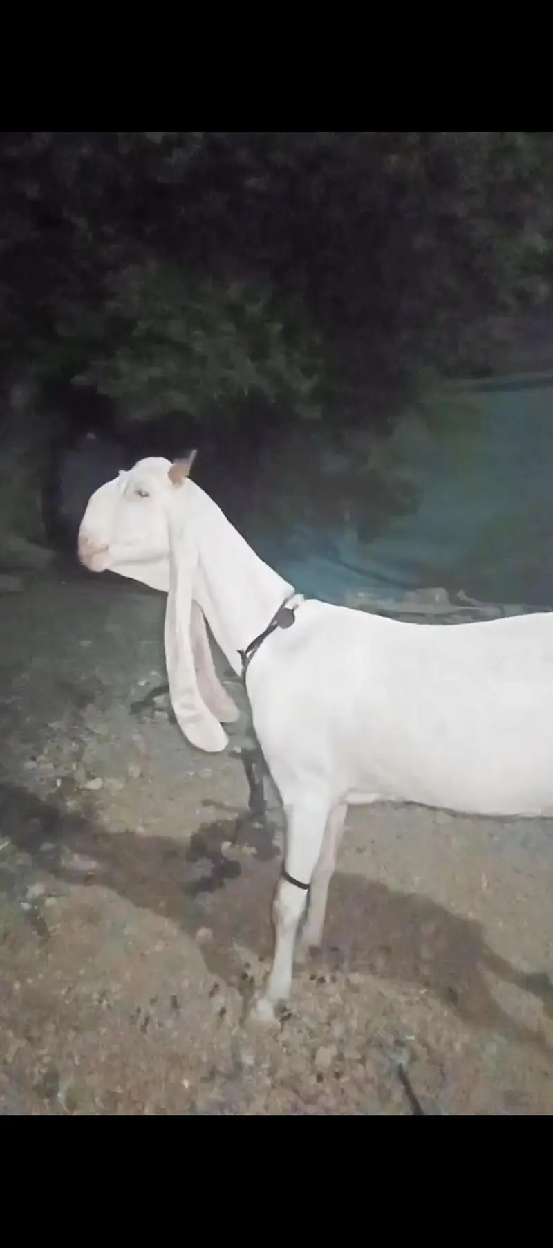 Gulabi Bakra or Bakri for sale 03012580406 ye number hay Rabta kra — photo 2