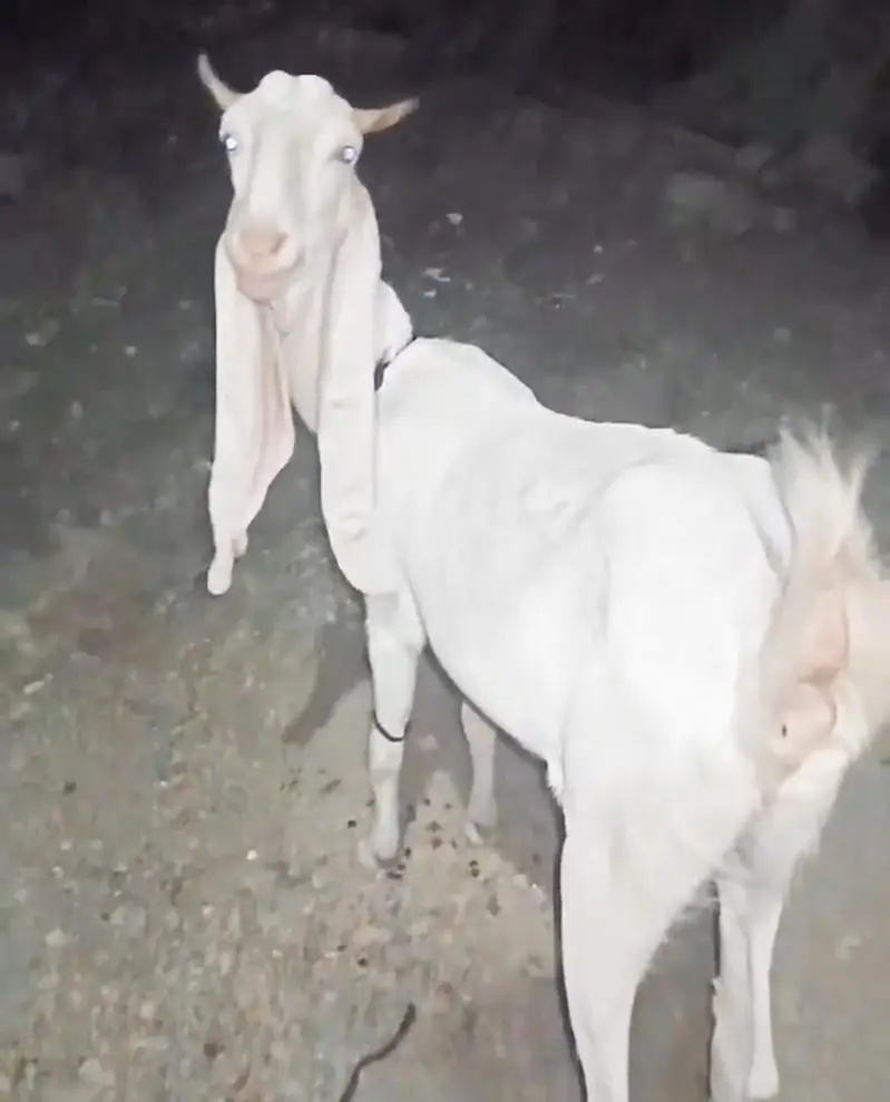 Gulabi Bakra or Bakri for sale 03012580406 ye number hay Rabta kra — photo 3
