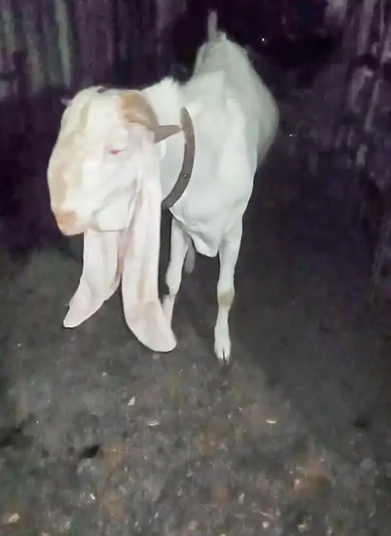 Gulabi Bakra or Bakri for sale 03012580406 ye number hay Rabta kra — photo 4