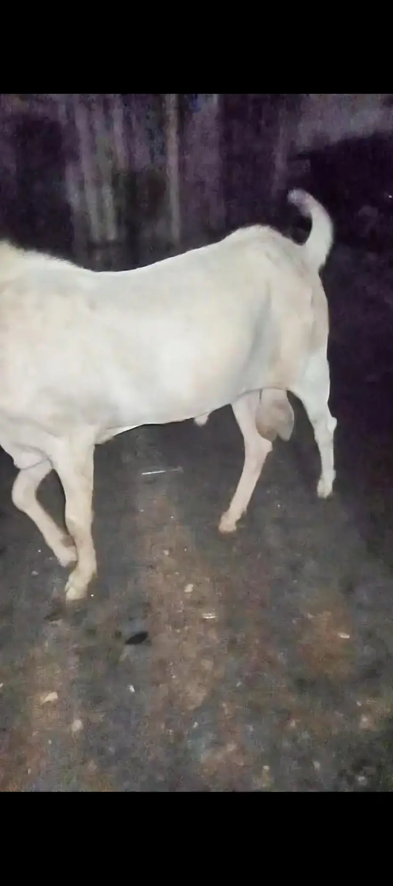 Gulabi Bakra or Bakri for sale 03012580406 ye number hay Rabta kra — photo 5