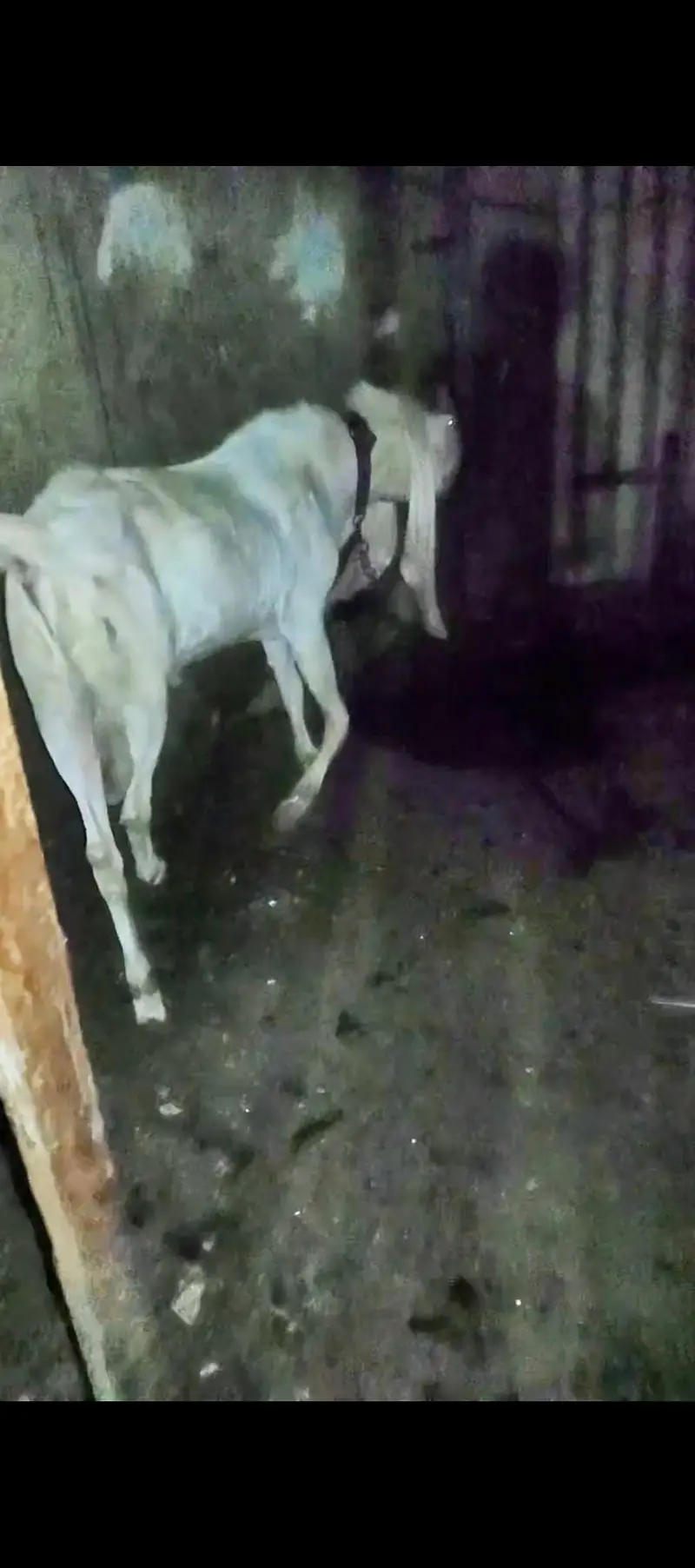 Gulabi Bakra or Bakri for sale 03012580406 ye number hay Rabta kra — photo 6