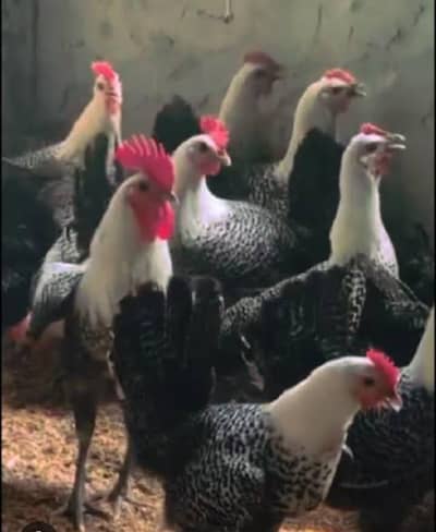 Egyptian Fayoumi & Australorp Chicks