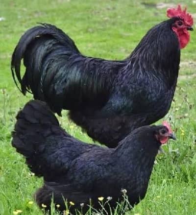Egyptian Fayoumi & Australorp Chicks