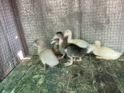 khaki cambell ducks