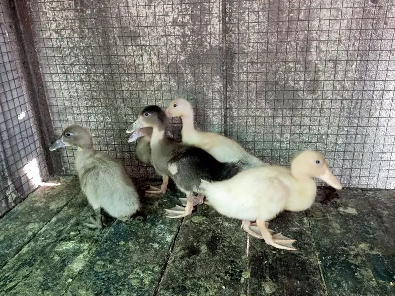 khaki cambell ducks — photo 2