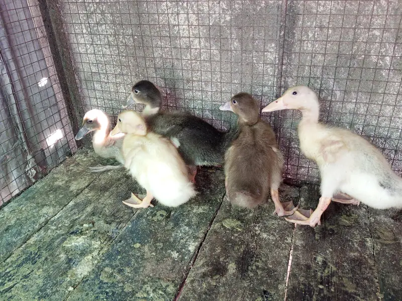 khaki cambell ducks — photo 3