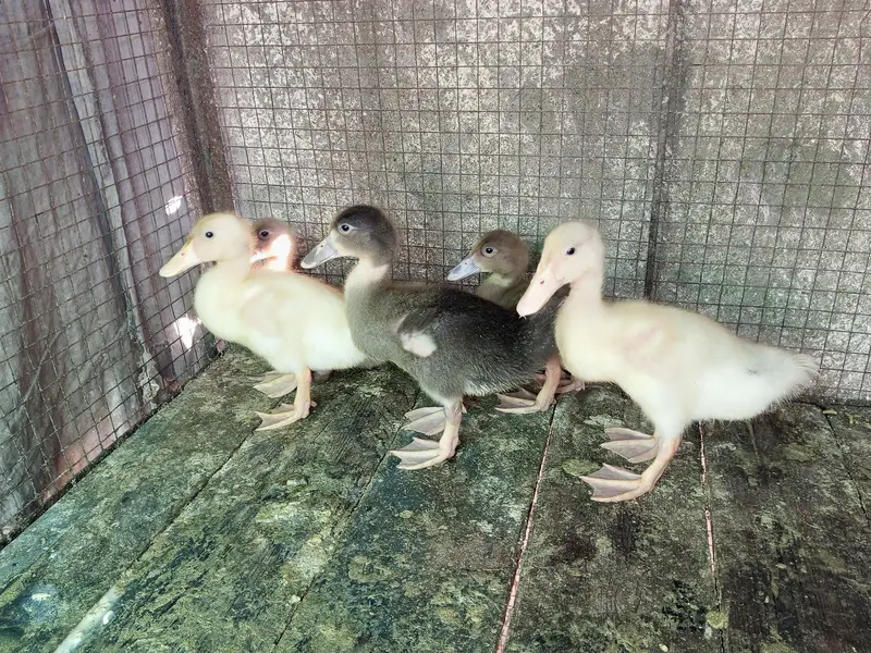 khaki cambell ducks — photo 4