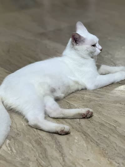 White persian cat single coat