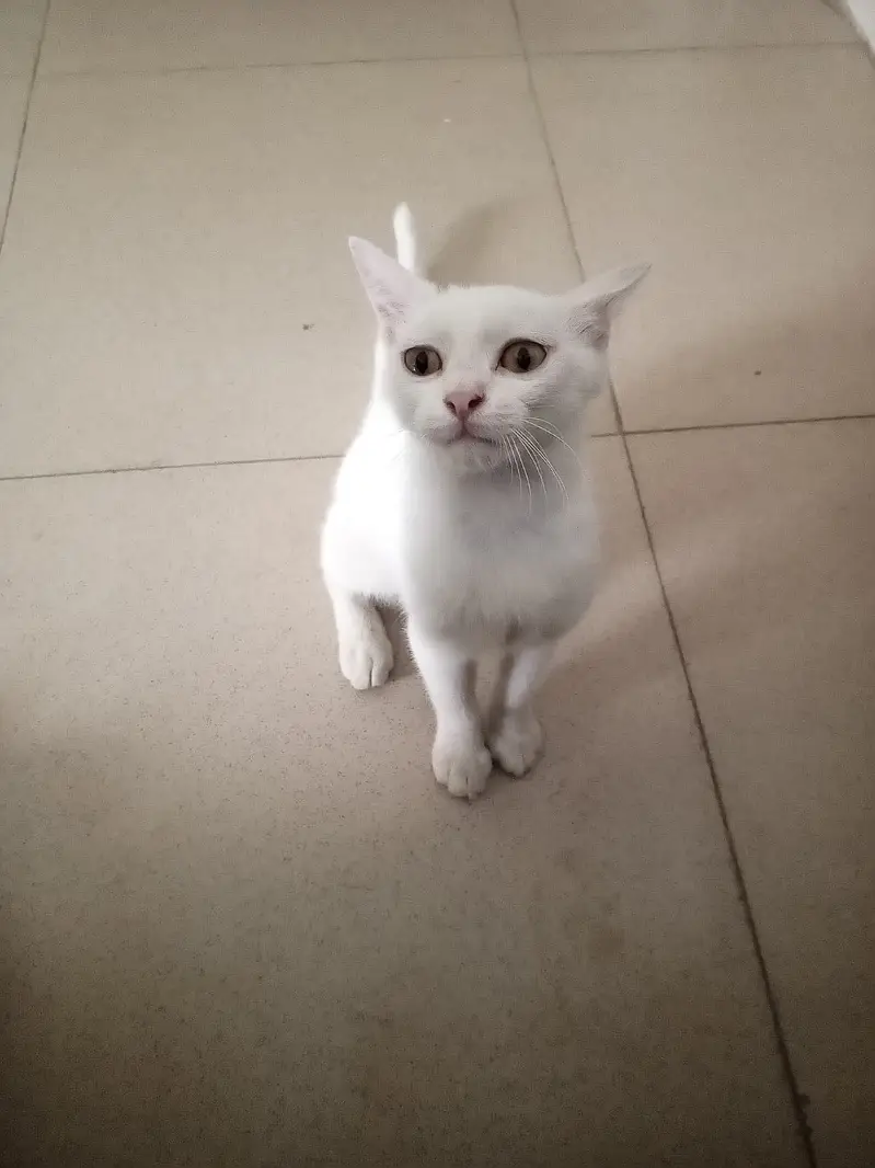White persian cat single coat — photo 2