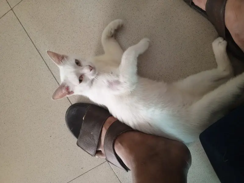 White persian cat single coat — photo 3