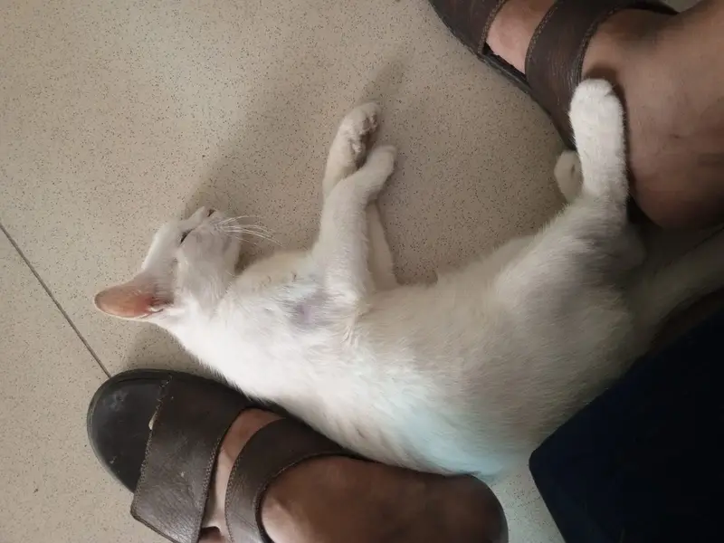 White persian cat single coat — photo 4