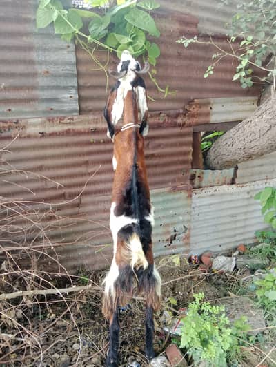 Phahari Goat available for sale for meat or breed perpose