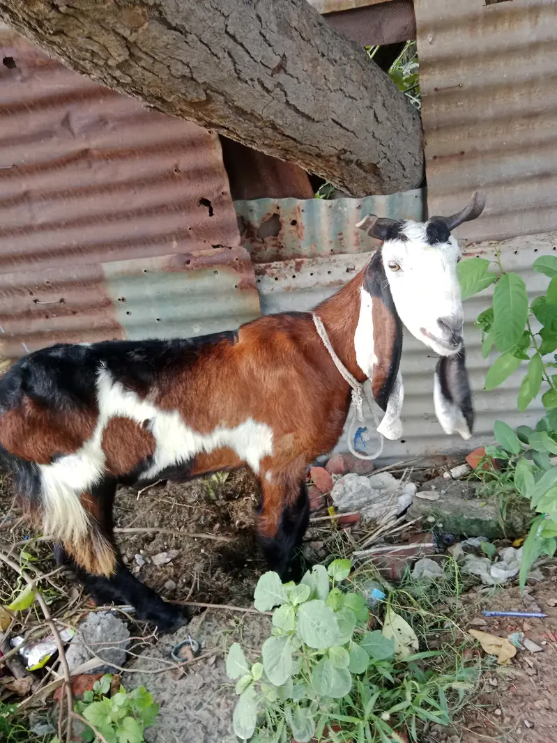 Phahari Goat available for sale for meat or breed perpose — photo 2