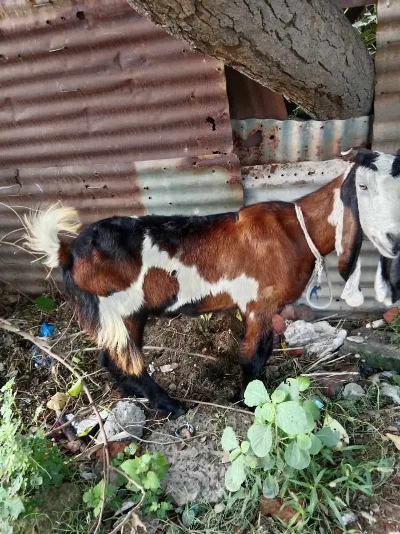 Phahari Goat available for sale for meat or breed perpose — photo 3