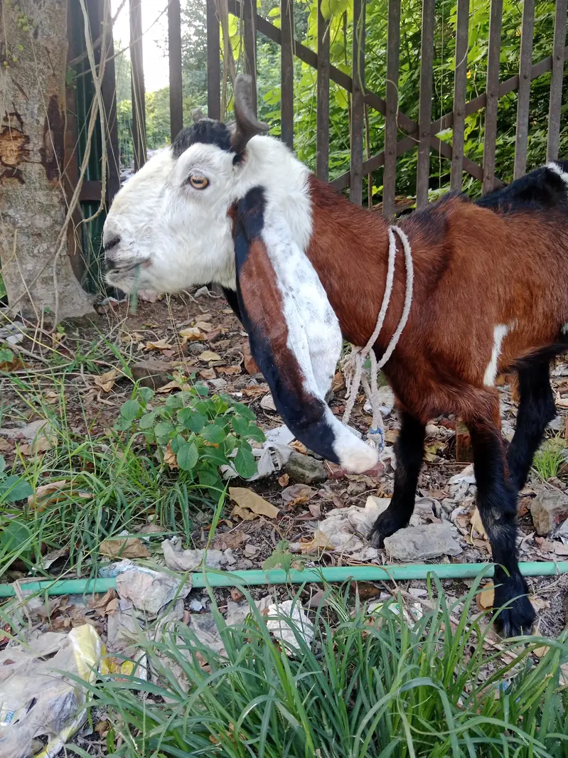 Phahari Goat available for sale for meat or breed perpose — photo 4