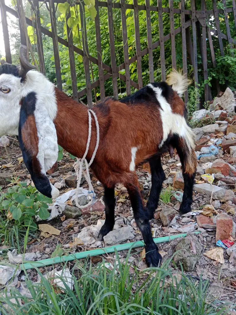 Phahari Goat available for sale for meat or breed perpose — photo 5