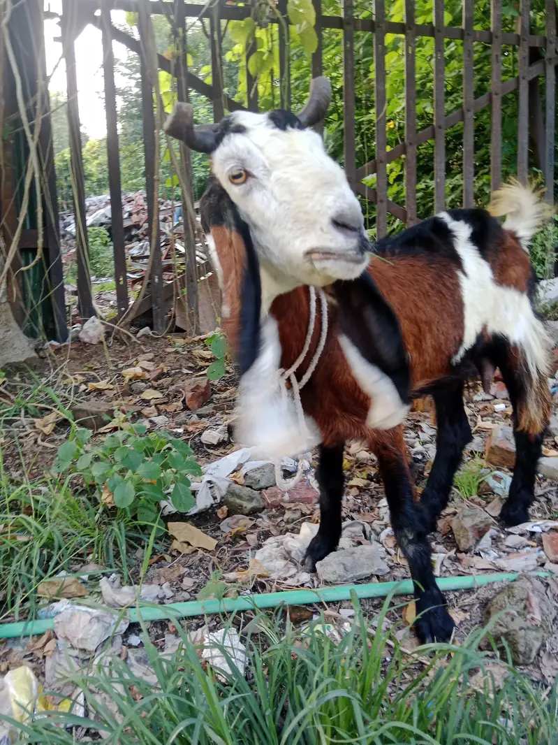 Phahari Goat available for sale for meat or breed perpose — photo 6