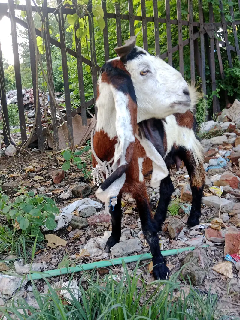 Phahari Goat available for sale for meat or breed perpose — photo 7
