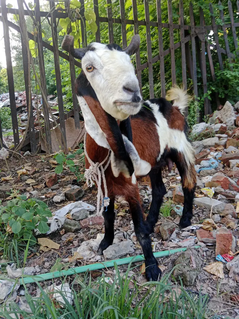 Phahari Goat available for sale for meat or breed perpose — photo 8