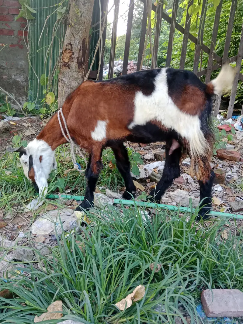 Phahari Goat available for sale for meat or breed perpose — photo 9