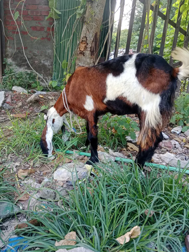 Phahari Goat available for sale for meat or breed perpose — photo 10