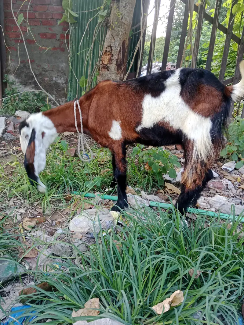 Phahari Goat available for sale for meat or breed perpose — photo 11