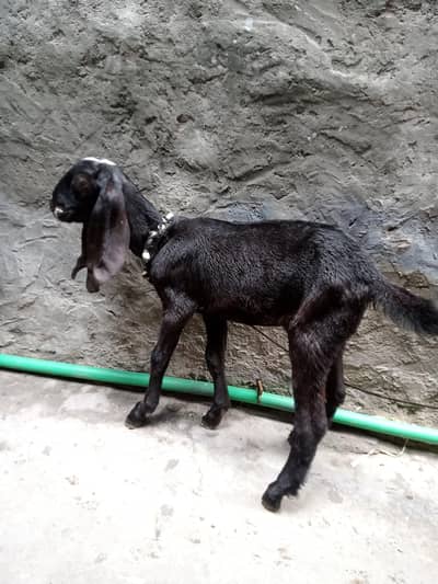 Desi goats
