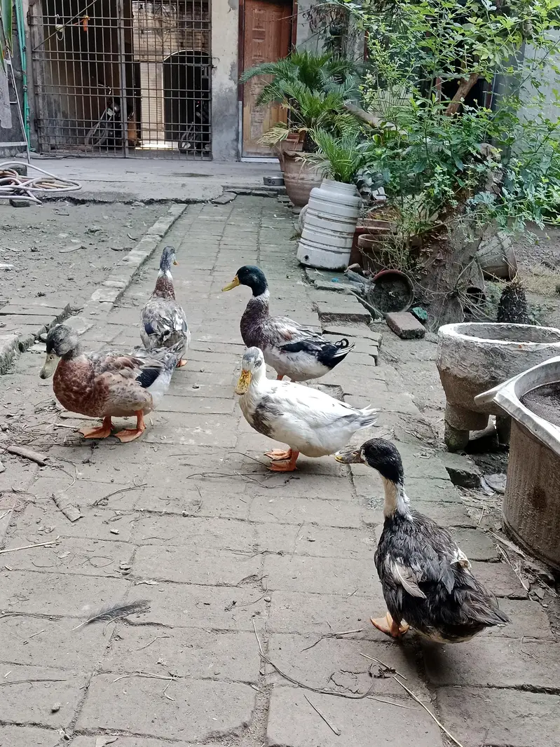 Home Made Breed Of Ducks - Pure Organic - Eggs Given Ducks