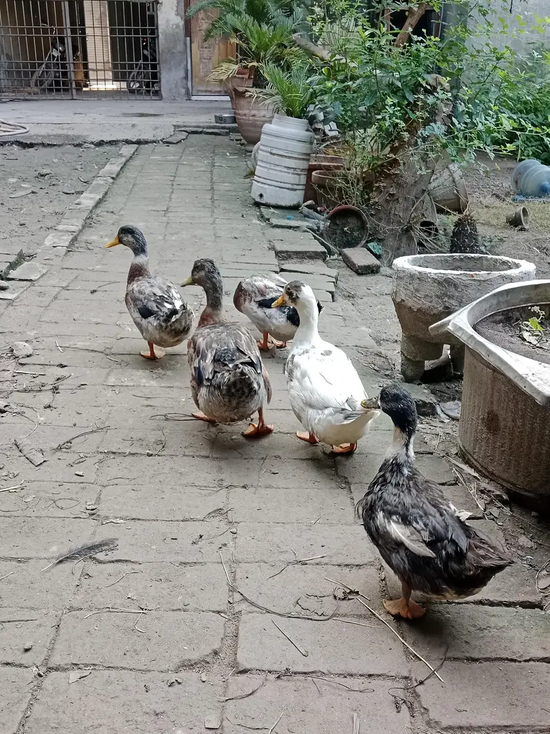 Home Made Breed Of Ducks - Pure Organic - Eggs Given Ducks — photo 2