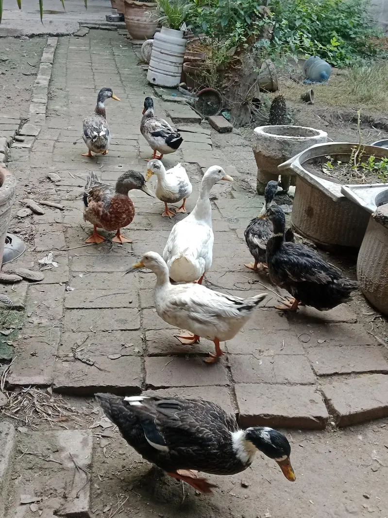 Home Made Breed Of Ducks - Pure Organic - Eggs Given Ducks — photo 3