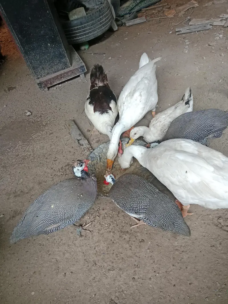 Home Made Breed Of Ducks - Pure Organic - Eggs Given Ducks — photo 4