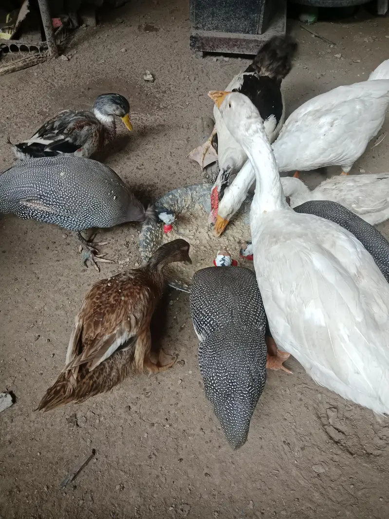 Home Made Breed Of Ducks - Pure Organic - Eggs Given Ducks — photo 5