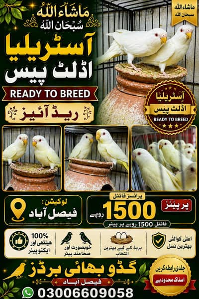 آسٹریلیا برڈز 03006609058