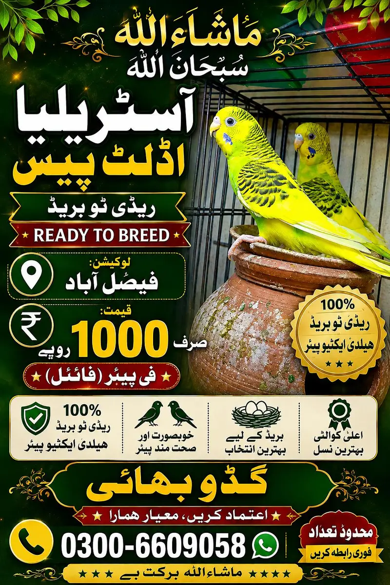 آسٹریلیا برڈز 03006609058 — photo 2