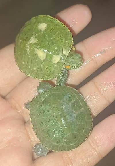 red eir slider