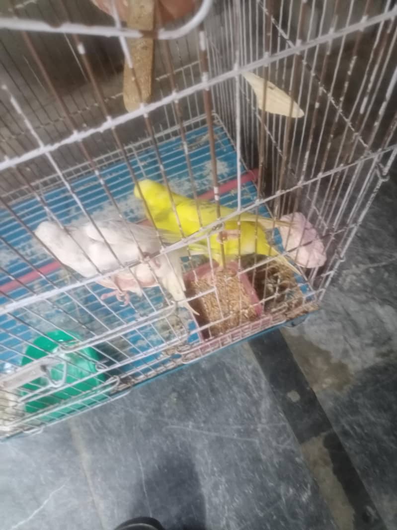 چار پیس ٹیلین طوطے سات پنجرا برتن فوری سیل 1