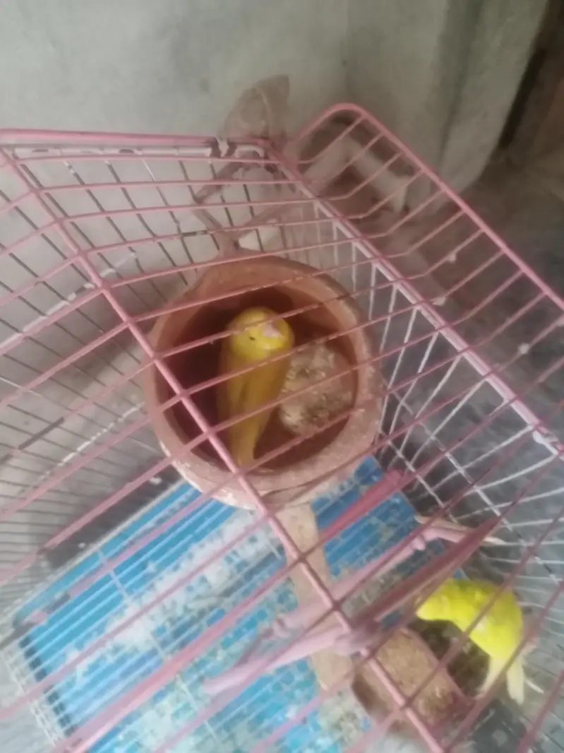 چار پیس ٹیلین طوطے سات پنجرا برتن فوری سیل — photo 3