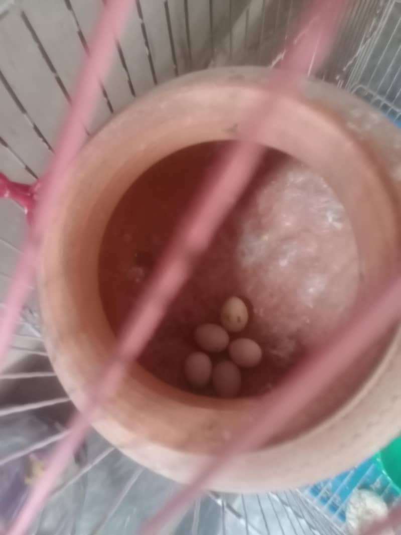 چار پیس ٹیلین طوطے سات پنجرا برتن فوری سیل 3
